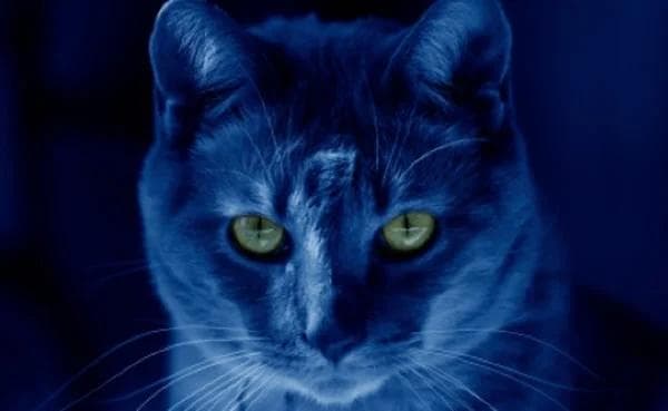 Cat picture