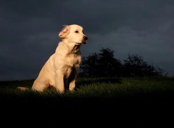 Dog vision