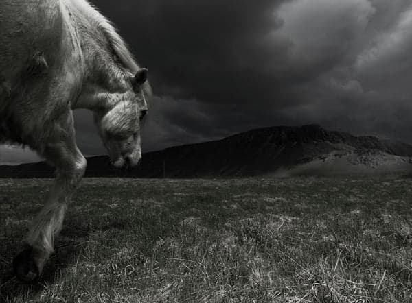Horse vision